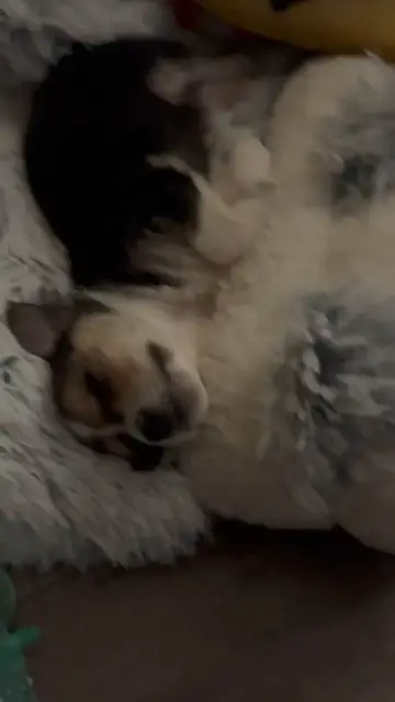 Video thumbnail for AND NOW!… Snickers