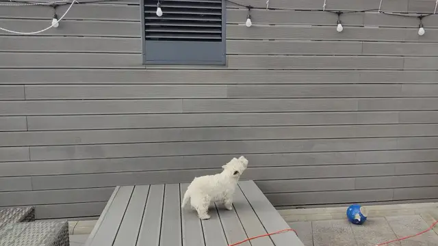 Video thumbnail for Westie Barking At Nothing: Hidden Smell Coming Out From Air Evacuation