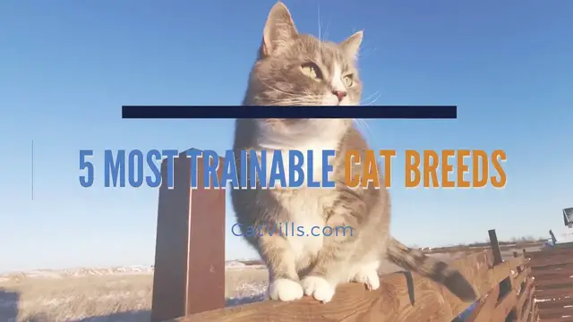 Video thumbnail for 5 MOST TRAINABLE CAT BREEDS