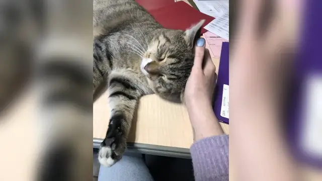 Video thumbnail for Pet of the Week 01/06/23