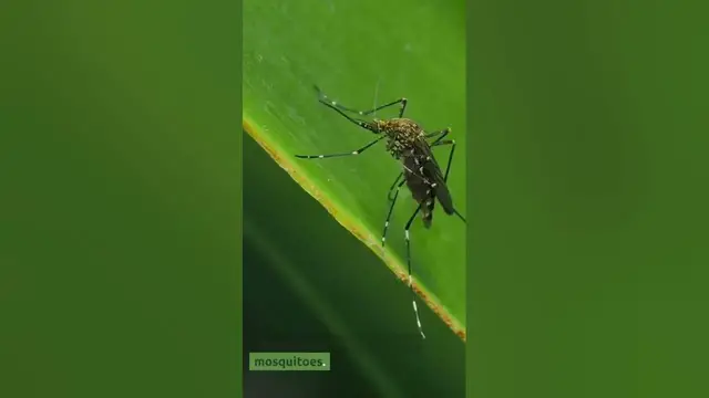 'Video thumbnail for Snake Plants Can Repel Mosquitoes! Amazing Facts and Best Plants That Repel Mosquitoes (2023)'