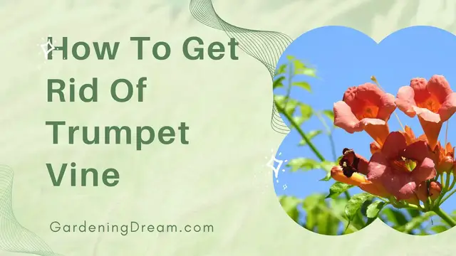 Video thumbnail for How To Get Rid Of Trumpet Vine