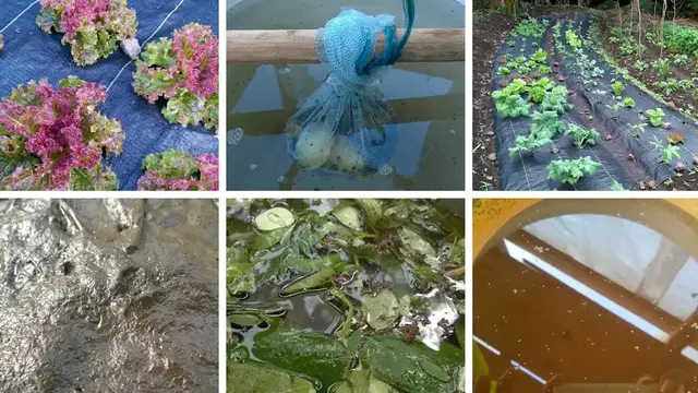 Video thumbnail for What Is JADAM Organic Farming? (Brief Overview)