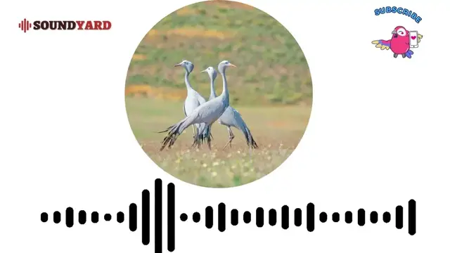 Video thumbnail for [AUDIOGRAM VERSION] Blue Crane Sound, Blue Crane Call and Song
