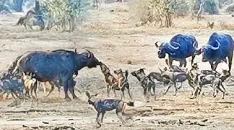 Video thumbnail for Can 16 Wild Dogs Take Down Adult Buffalo