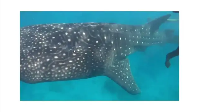 Video thumbnail for Whale Shark Watching & Snorkelling in Lila, Bohol, the Philippines