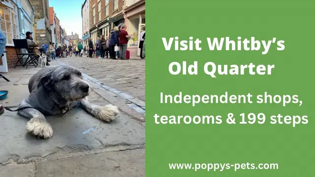 Video thumbnail for Old Whitby & Tearooms - Walking With Dogs (suitable for senior dogs)