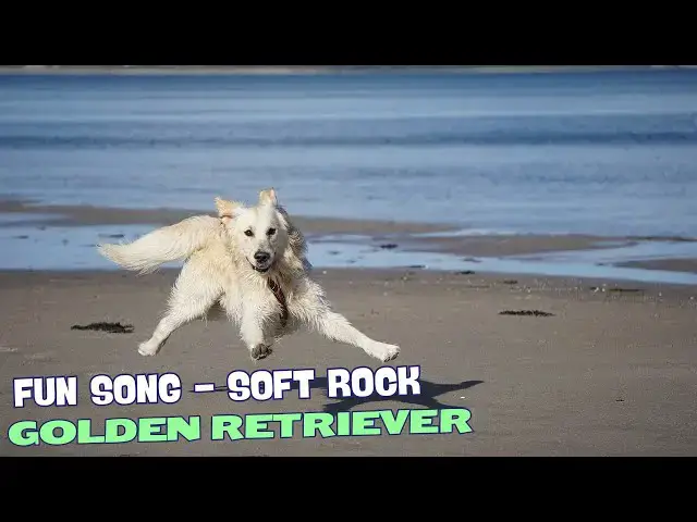 Video thumbnail for 🎶 Golden Pup/Fun Song about Golden Retriever 🐾