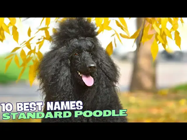 Video thumbnail for 10 Best Names for Standard Poodles! 🐾