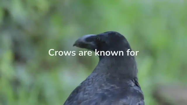 Video thumbnail for Crow Mating Behavior