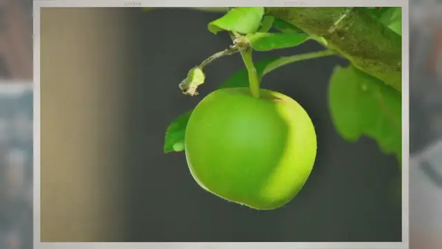 Video thumbnail for When Should You Spray Apple Trees?