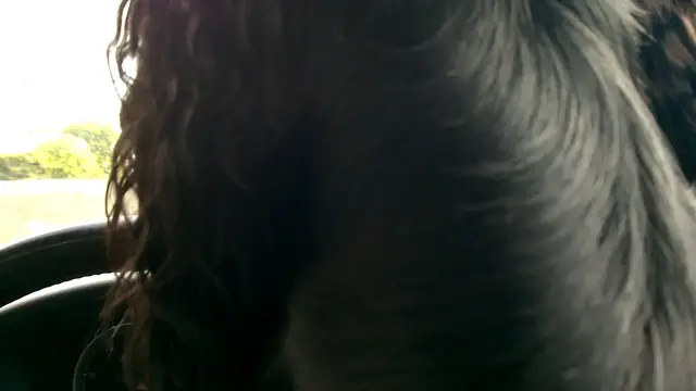 Video thumbnail for Goygar Driving Boris The Cocker