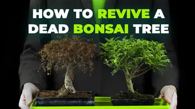 'Video thumbnail for How to Revive a Dead Bonsai Tree'