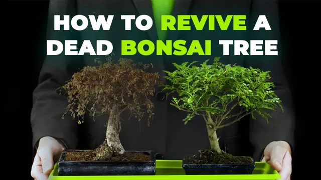 Video thumbnail for How to Revive a Dead Bonsai Tree