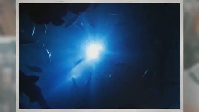 Video thumbnail for What Fish Are Normally Caught in Deep Sea Fishing?