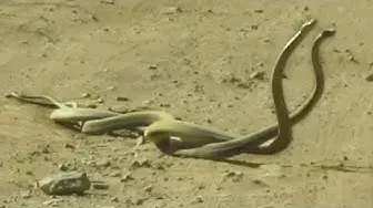 Video thumbnail for Black Mamba Snakes Fighting in the Road