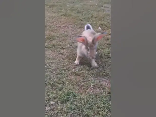 'Video thumbnail for Adorable rabbit😍😘🥰#shorts'