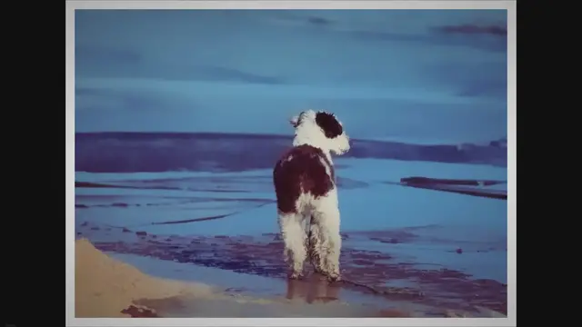 'Video thumbnail for Exploring the Unique Traits of the Poodle Australian Shepherd Mix: Pros, Cons and Tips for Ownership'