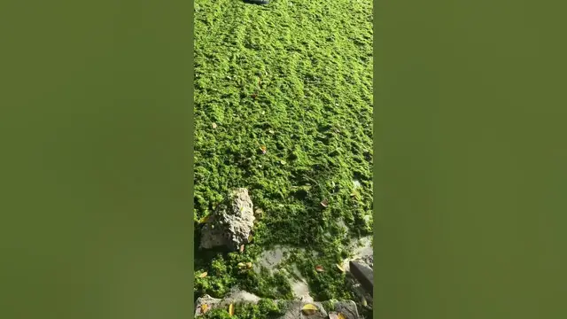 Video thumbnail for Discover this Secret Spot on Bohol Island in the Philippines #philippines #boholisland #travel