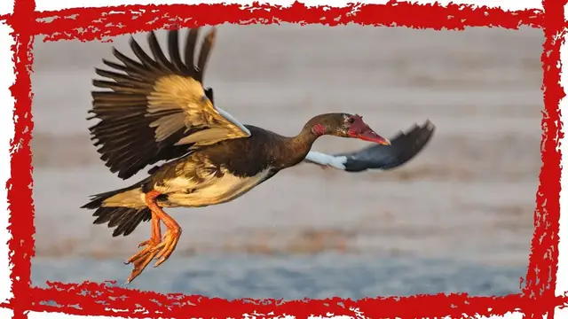 'Video thumbnail for Amazing Spur-winged Goose (Plectropterus gambensis) Call, Song & Sound!'
