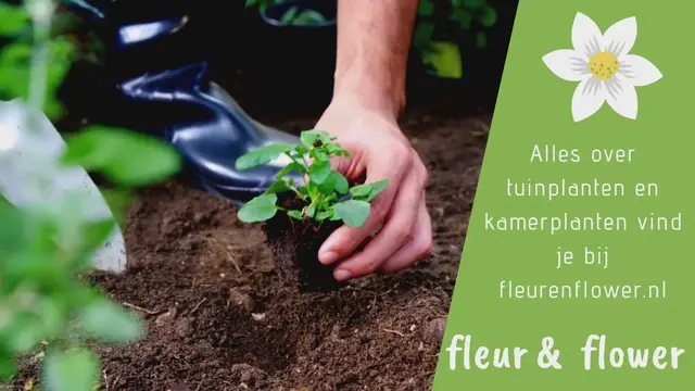 Video thumbnail for tuinplanten