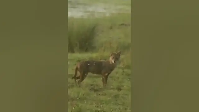 Video thumbnail for Golden Jackal #shorts