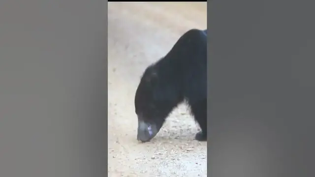 Video thumbnail for Sloth bear eating #shorts