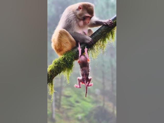 Video thumbnail for #wildliferescue  #naturedocumentary #monkeybirth  #animaldrama  #survivalstory