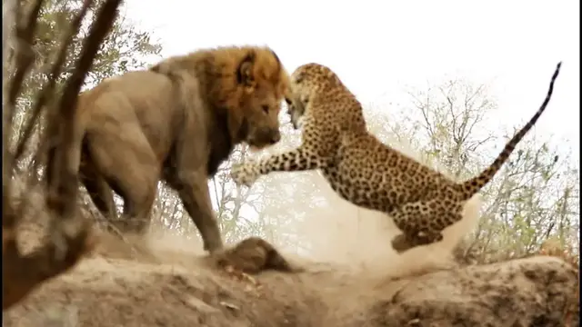 Video thumbnail for Male Lion Stalks & Attacks Leopard