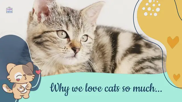 Video thumbnail for Why we love cats so much!!