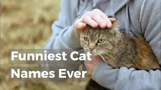 'Video thumbnail for Funniest Cat Names Ever'
