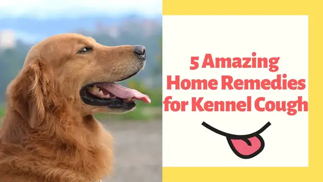 'Video thumbnail for 5 Amazing Home Remedies for Kennel Cough'