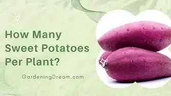 Video thumbnail for How Many Sweet Potatoes Per Plant?