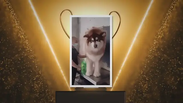 'Video thumbnail for Big dog breeds that don't shed'