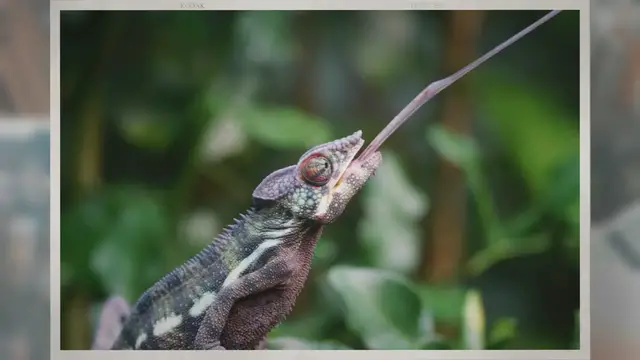 Video thumbnail for Why Is My Chameleon Black?