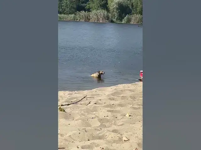 Video thumbnail for It's time to have a swim😀😂🤣#shorts