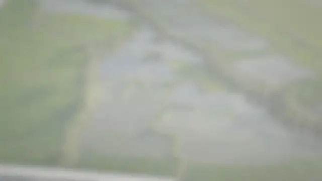 Video thumbnail for How to Deeply Water Plants to Create a Drought Tolerant Vegetable Garden