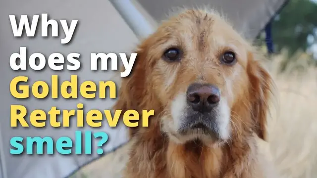 Video thumbnail for Why Does My Golden Retriever Stink? (Explained)