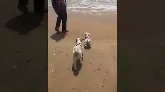 'Video thumbnail for Maltese puppy Arya playing on the Beach in Portugal & Teasing the Waves!'