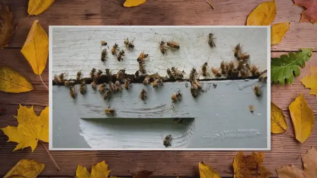 'Video thumbnail for Bees Left Behind After A Swarm'