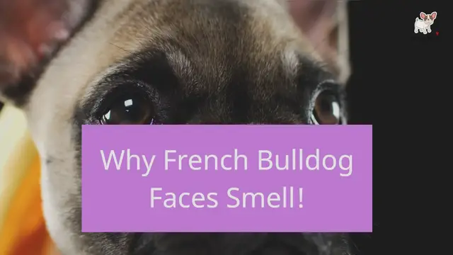Video thumbnail for Why does my Frenchie's face smell so bad?