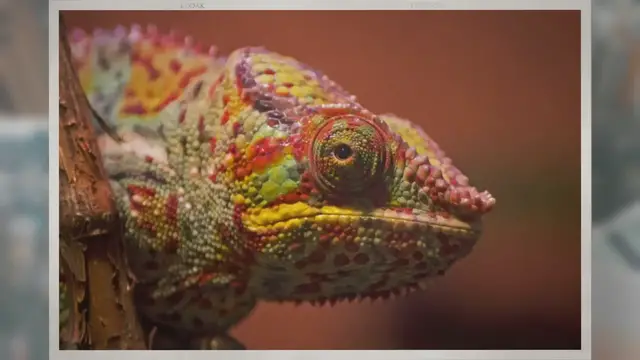 'Video thumbnail for Are Chameleons Poisonous to Humans?'
