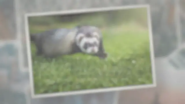 'Video thumbnail for Are Ferrets Good Pets for Beginners?'