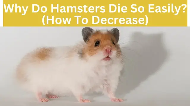 'Video thumbnail for Why Do Hamsters Die So Easily? (How To Decrease)'