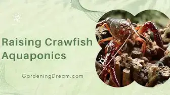 Video thumbnail for Raising Crawfish Aquaponics