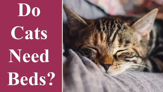 Video thumbnail for Do Cats Need Beds?