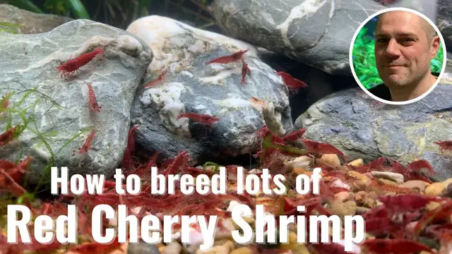 'Video thumbnail for Easy Way To Breed Red Cherry Shrimp - IDEAL BEGINNERS BREEDING TIPS!'