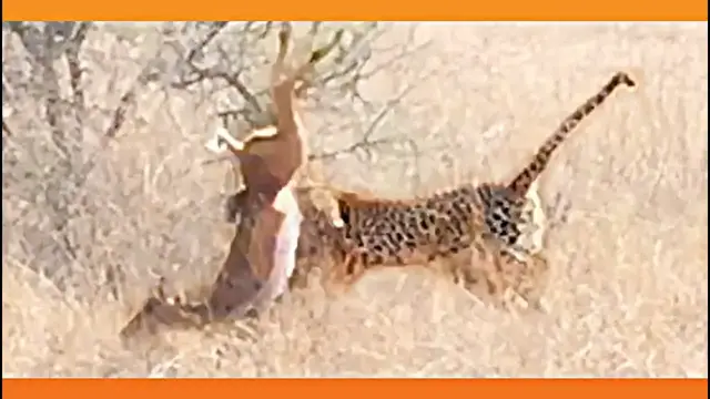 Video thumbnail for Leopard Surprises Impala With a Quick Kill!