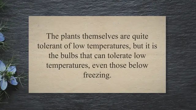 Video thumbnail for How cold can tulip plants tolerate?