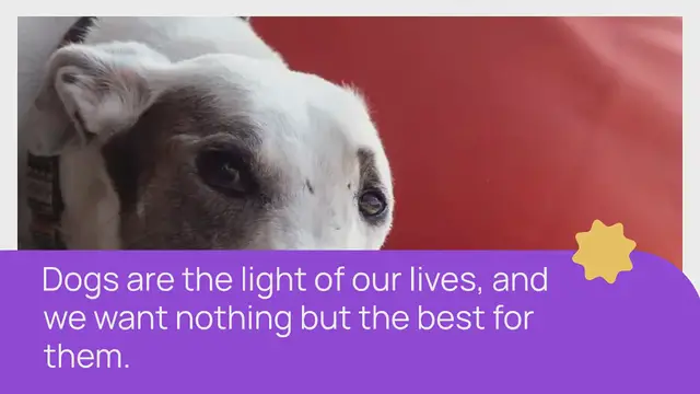 Video thumbnail for 10 Best Dog Beds for Greyhounds in 2023